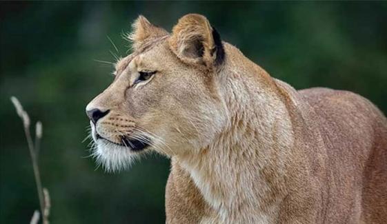 لاہور: پالتو شیرنی کے حملے سے 8 سالہ بچی زخمی، کان اور گردن پر زخم آئے