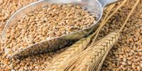 گندم کی قیمت 3500 روپے فی من مقرر، نوٹیفکیشن جاری