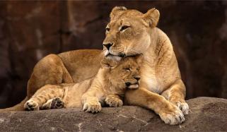 لاہور میں شیرنی کا بچی پر حملہ، غیر قانونی طور پر رکھے 11 شیر برآمد 