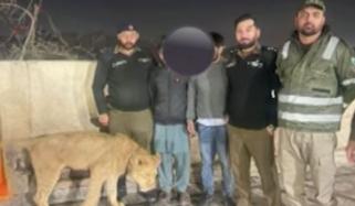 لاہور میں شیرنی کا بچی پر حملہ، غیر قانونی طور پر رکھے 11 شیر برآمد 