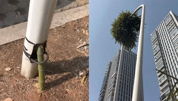 —تصویر بشکریہ غیر ملکی میڈیا