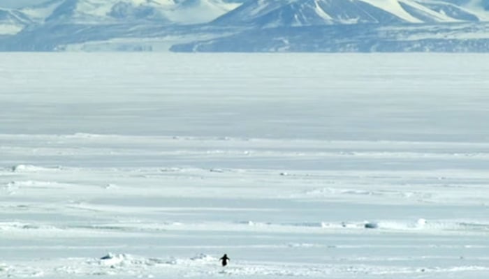 How one penguins video motivated and traumatised the internet?