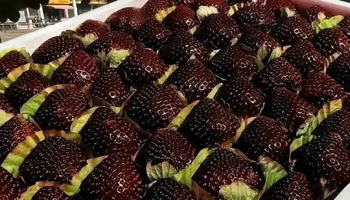 —تصویر بشکریہ غیر ملکی میڈیا