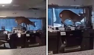 امریکا: ہرن کھڑکی توڑ کر بینک کے اندر داخل، پولیس کی دوڑیں لگ گئیں