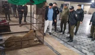لاہور میں شیر کے حملے میں زخمی ہونے والے بچے کا بازو اسپتال میں کاٹ دیا گیا