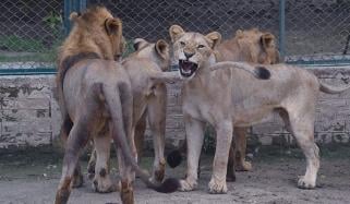 لاہور: فارم ہاؤس پر چھاپہ، 20 سے زائد شیر برآمد، 4 افراد گرفتار