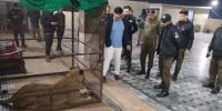 لاہور میں شیر کے حملے میں بچہ زخمی، بازو کاٹنا پڑ گیا