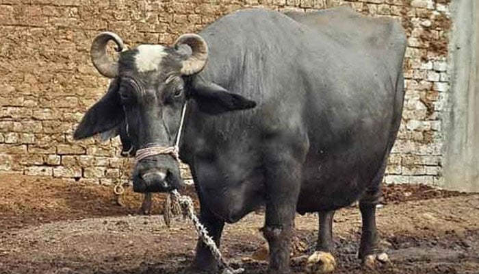 —فائل فوٹو