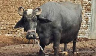 بہاولپور: زمیندار نے کلہاڑی کے وار سے بھینس کی ٹانگیں کاٹ دیں