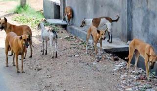 بلوچستان حکومت کی کتوں اور بلیوں کو نہ مارنے کی ہدایت