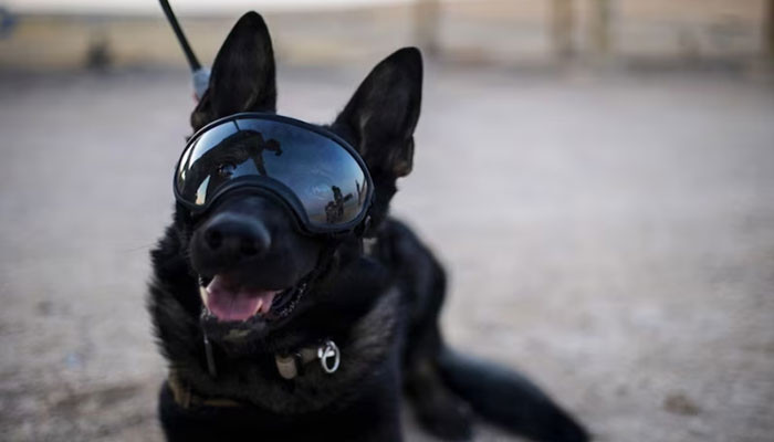 شاندار خدمات کے بعد امریکی فوجی کتا ڈوگلز ریٹائر ہوگیا