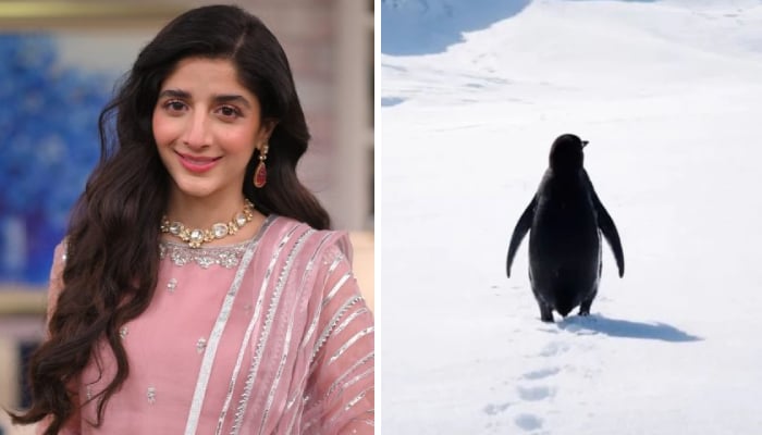 Mawra Hocane likens her major personal move to viral penguin’s lone walk
