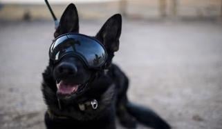 شاندار خدمات کے بعد امریکی فوجی کتا ڈوگلز ریٹائر ہوگیا