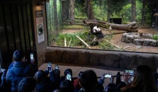 جاپان اور چین کے درمیان پانڈا سفارتکاری کا خاتمہ