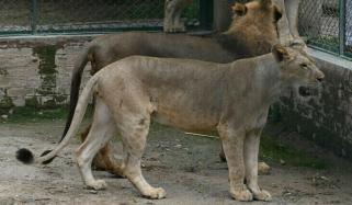 پالتو شیر رکھنے کی قانونی اجازت ختم کرنے کا فیصلہ