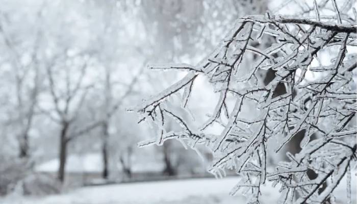 Freeze warning issued across Central Florida as temperatures drop sharply