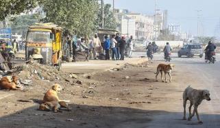 سندھ میں رواں سال ریبیز سے پہلی ہلاکت رپورٹ