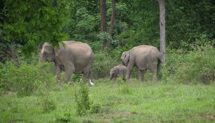 Thailand takes drastic measures to counter wild elephant births