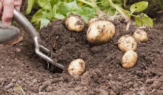 آلو کی 3 لاکھ روپے ایکڑ کی فصل کوئی 50 ہزار میں لینے کو تیار نہیں: کاشت کار