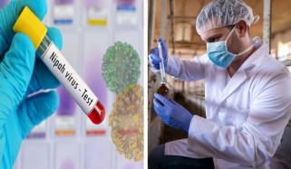 خطرناک نیپاہ وائرس ملائیشیا میں چمگادڑوں سے سوروں، پھر انسانوں میں منتقل ہوا