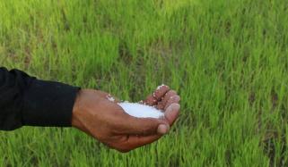 سندھ میں یوریا کھاد سبسڈی 2 فروری سے دینے کا فیصلہ