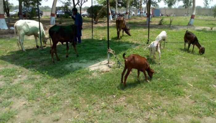 — فائل فوٹو