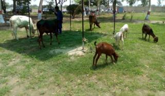 ننکانہ صاحب: مویشی چور گینگ سرغنہ سمیت گرفتار