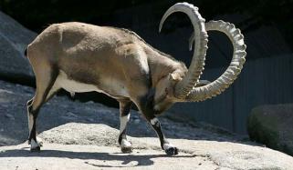 اپر چترال میں ہمالین آئی بیکس کا شکار