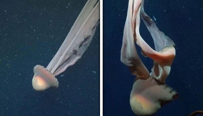 تصاویر:سوشل میڈیا