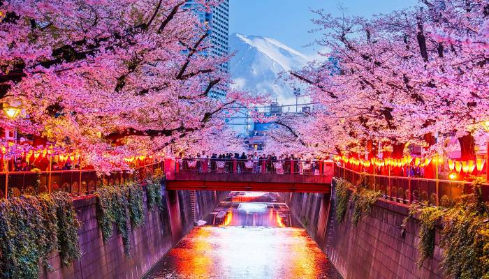 Japans cherry blossom festival canceled in Fujiyoshida: Heres why