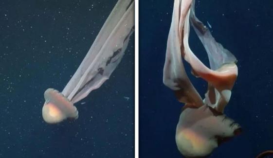 نایاب دیوہیکل ’فینٹم‘ جیلی فِش کی ویڈیو وائرل