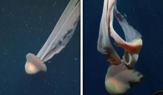 نایاب دیوہیکل ’فینٹم‘ جیلی فِش کی ویڈیو وائرل