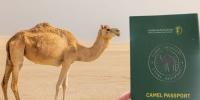 سعودی عرب کا اونٹوں کو پاسپورٹ جاری کرنے کا اعلان