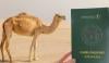 سعودی عرب کا اونٹوں کو پاسپورٹ جاری کرنے کا اعلان