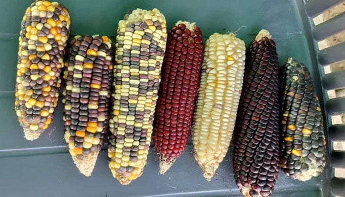 —تصویر بشکریہ بھارتی میڈیا