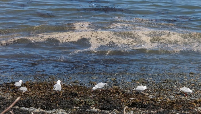 Shock in Wellington as massive raw sewage spill into sea