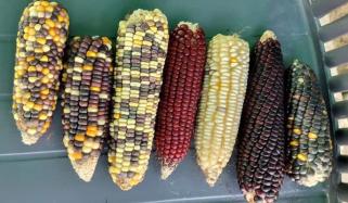 غذائیت سے بھرپور مختلف رنگ کی مکئی تیار