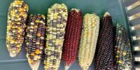 غذائیت سے بھرپور رنگ برنگی مکئی تیار