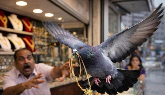  کبوتر 1 لاکھ روپے مالیت کی سونے کی چین لے اُڑا 