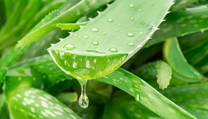 ایلو ویرا الزائمر کی بیماری سے لڑنے کیلئے خفیہ ہتھیار ثابت ہو سکتا ہے، تحقیق