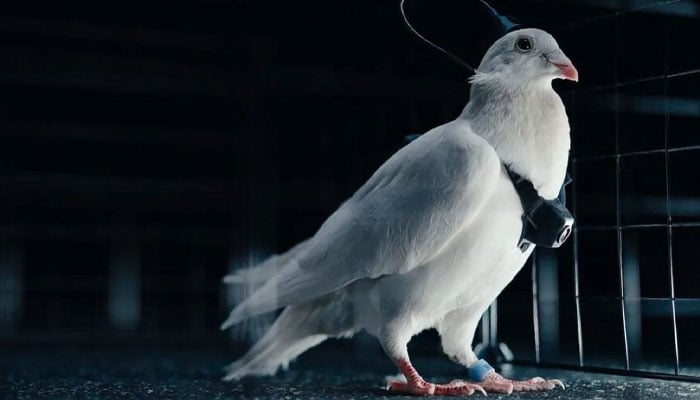 — فائل فوٹو