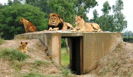 لاہور: چند دنوں میں سفاری پارک میں 9 شیر ہلاک 