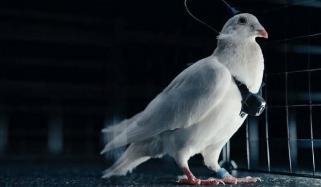 روس: کبوتروں کو خفیہ نگرانی کرنیوالے ڈرونز میں بدل دیا گیا