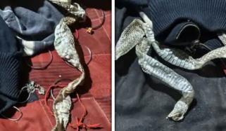 بھارت: لڑکی پراسرار طور پر لاپتہ، کمرے سے سانپ کی کھال برآمد