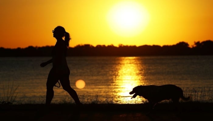 São Paulo passes law honouring dog who stayed by owners grave for decade