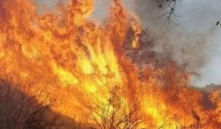  کوہلو: جنگلات میں آگ نے وسیع علاقے کو لپیٹ میں لے لیا