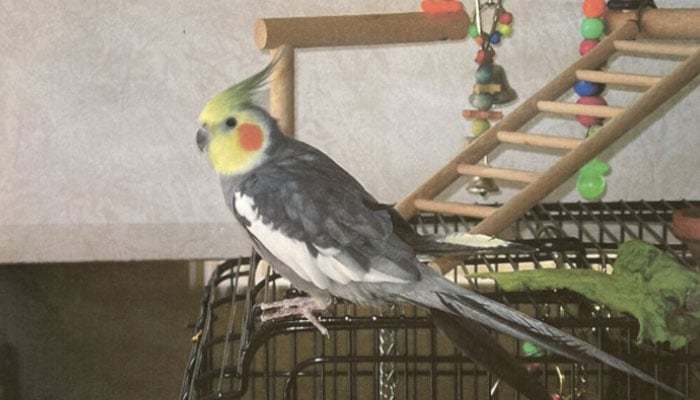 فوٹو بشکریہ گنیز ورلڈ ریکارڈز