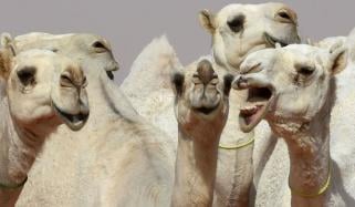 اونٹوں کا مقابلۂ حسن: خوبصورتی بڑھانے کیلئے بوٹوکس کروانے پر کئی اونٹ مقابلے سے باہر