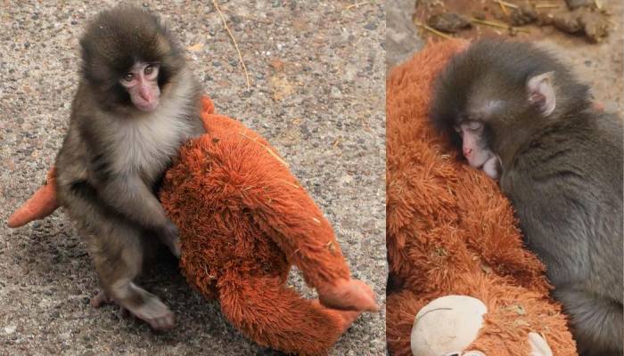Viral baby monkey, Punch draws huge crowds at Zoo with his charm
