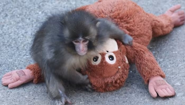 Who is Punch? The viral baby monkey rallying the internet behind him
